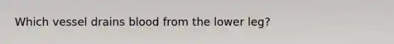 Which vessel drains blood from the lower leg?