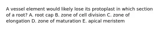 A vessel element would likely lose its protoplast in which section of a root? A. root cap B. zone of cell division C. zone of elongation D. zone of maturation E. apical meristem