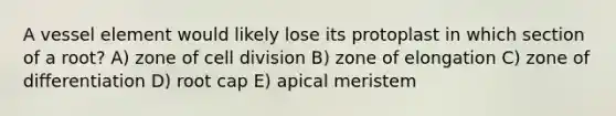 A vessel element would likely lose its protoplast in which section of a root? A) zone of cell division B) zone of elongation C) zone of differentiation D) root cap E) apical meristem