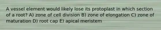 A vessel element would likely lose its protoplast in which section of a root? A) zone of <a href='https://www.questionai.com/knowledge/kjHVAH8Me4-cell-division' class='anchor-knowledge'>cell division</a> B) zone of elongation C) zone of maturation D) root cap E) apical meristem