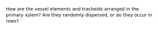 How are the vessel elements and tracheids arranged in the primary xylem? Are they randomly dispersed, or do they occur in rows?