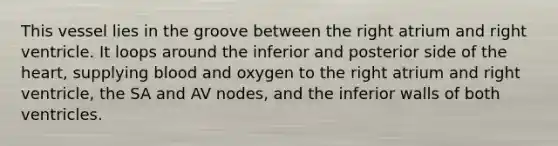 This vessel lies in the groove between the right atrium and right ventricle. It loops around the inferior and posterior side of the heart, supplying blood and oxygen to the right atrium and right ventricle, the SA and AV nodes, and the inferior walls of both ventricles.