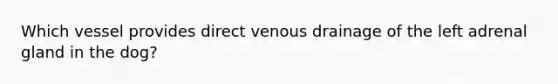 Which vessel provides direct venous drainage of the left adrenal gland in the dog?