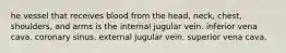 he vessel that receives blood from the head, neck, chest, shoulders, and arms is the internal jugular vein. inferior vena cava. coronary sinus. external jugular vein. superior vena cava.