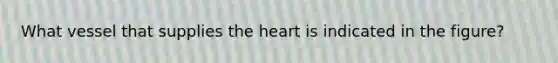 What vessel that supplies the heart is indicated in the figure?