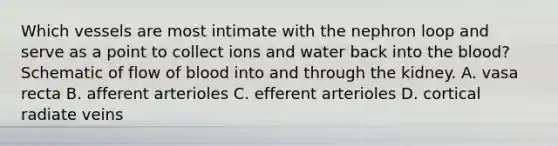 Which vessels are most intimate with the nephron loop and serve as a point to collect ions and water back into the blood? Schematic of flow of blood into and through the kidney. A. vasa recta B. afferent arterioles C. efferent arterioles D. cortical radiate veins