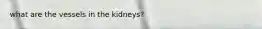 what are the vessels in the kidneys?