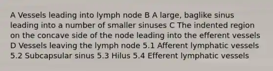 A Vessels leading into lymph node B A large, baglike sinus leading into a number of smaller sinuses C The indented region on the concave side of the node leading into the efferent vessels D Vessels leaving the lymph node 5.1 Afferent lymphatic vessels 5.2 Subcapsular sinus 5.3 Hilus 5.4 Efferent lymphatic vessels