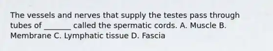 The vessels and nerves that supply the testes pass through tubes of _______ called the spermatic cords. A. Muscle B. Membrane C. Lymphatic tissue D. Fascia