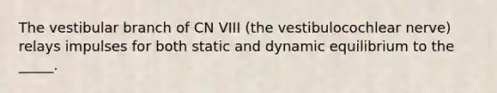 The vestibular branch of CN VIII (the vestibulocochlear nerve) relays impulses for both static and dynamic equilibrium to the _____.