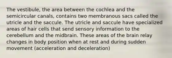 The vestibule, the area between the cochlea and the semicircular canals, contains two membranous sacs called the utricle and the saccule. The utricle and saccule have specialized areas of hair cells that send sensory information to the cerebellum and the midbrain. These areas of the brain relay changes in body position when at rest and during sudden movement (acceleration and deceleration)