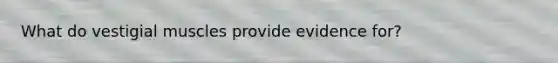 What do vestigial muscles provide evidence for?