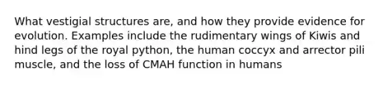 What vestigial structures are, and how they provide evidence for evolution. Examples include the rudimentary wings of Kiwis and hind legs of the royal python, the human coccyx and arrector pili muscle, and the loss of CMAH function in humans