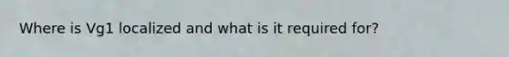 Where is Vg1 localized and what is it required for?
