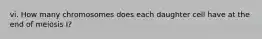 vi. How many chromosomes does each daughter cell have at the end of meiosis I?