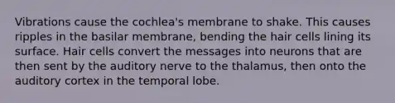 Vibrations cause the cochlea's membrane to shake. This causes ripples in the basilar membrane, bending the hair cells lining its surface. Hair cells convert the messages into neurons that are then sent by the auditory nerve to the thalamus, then onto the auditory cortex in the temporal lobe.