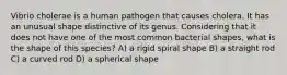 Vibrio cholerae is a human pathogen that causes cholera. It has an unusual shape distinctive of its genus. Considering that it does not have one of the most common bacterial shapes, what is the shape of this species? A) a rigid spiral shape B) a straight rod C) a curved rod D) a spherical shape