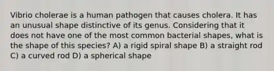 Vibrio cholerae is a human pathogen that causes cholera. It has an unusual shape distinctive of its genus. Considering that it does not have one of the most common bacterial shapes, what is the shape of this species? A) a rigid spiral shape B) a straight rod C) a curved rod D) a spherical shape