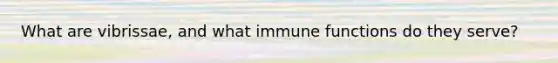 What are vibrissae, and what immune functions do they serve?