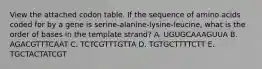 View the attached codon table. If the sequence of amino acids coded for by a gene is serine-alanine-lysine-leucine, what is the order of bases in the template strand? A. UGUGCAAAGUUA B. AGACGTTTCAAT C. TCTCGTTTGTTA D. TGTGCTTTTCTT E. TGCTACTATCGT