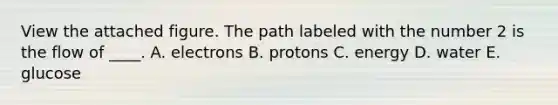 View the attached figure. The path labeled with the number 2 is the flow of ____. A. electrons B. protons C. energy D. water E. glucose