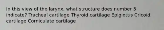 In this view of the larynx, what structure does number 5 indicate? Tracheal cartilage Thyroid cartilage Epiglottis Cricoid cartilage Corniculate cartilage