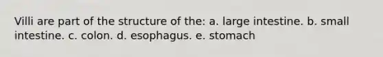 Villi are part of the structure of the: a. <a href='https://www.questionai.com/knowledge/kGQjby07OK-large-intestine' class='anchor-knowledge'>large intestine</a>. b. small intestine. c. colon. d. esophagus. e. stomach