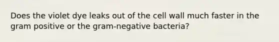 Does the violet dye leaks out of the cell wall much faster in the gram positive or the gram-negative bacteria?