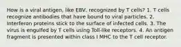 How is a viral antigen, like EBV, recognized by T cells? 1. T cells recognize antibodies that have bound to viral particles. 2. Interferon proteins stick to the surface of infected cells. 3. The virus is engulfed by T cells using Toll-like receptors. 4. An antigen fragment is presented within class I MHC to the T cell receptor.
