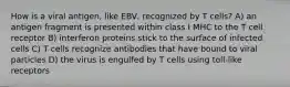 How is a viral antigen, like EBV, recognized by T cells? A) an antigen fragment is presented within class I MHC to the T cell receptor B) interferon proteins stick to the surface of infected cells C) T cells recognize antibodies that have bound to viral particles D) the virus is engulfed by T cells using toll-like receptors