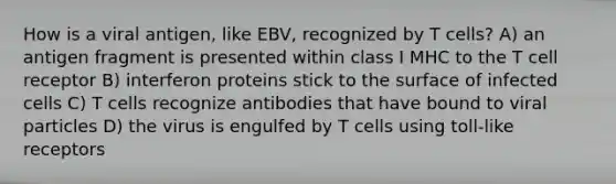 How is a viral antigen, like EBV, recognized by T cells? A) an antigen fragment is presented within class I MHC to the T cell receptor B) interferon proteins stick to the surface of infected cells C) T cells recognize antibodies that have bound to viral particles D) the virus is engulfed by T cells using toll-like receptors