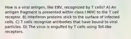 How is a viral antigen, like EBV, recognized by T cells? A) An antigen fragment is presented within class I MHC to the T cell receptor. B) Interferon proteins stick to the surface of infected cells. C) T cells recognize antibodies that have bound to viral particles. D) The virus is engulfed by T cells using Toll-like receptors.