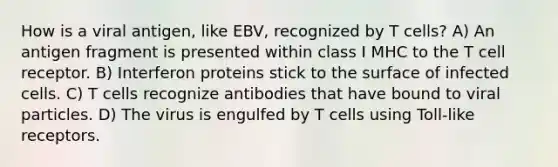 How is a viral antigen, like EBV, recognized by T cells? A) An antigen fragment is presented within class I MHC to the T cell receptor. B) Interferon proteins stick to the surface of infected cells. C) T cells recognize antibodies that have bound to viral particles. D) The virus is engulfed by T cells using Toll-like receptors.