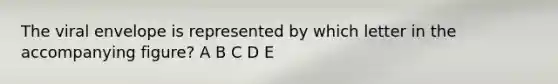 The viral envelope is represented by which letter in the accompanying figure? A B C D E