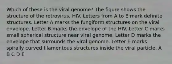 Which of these is the viral genome? The figure shows the structure of the retrovirus, HIV. Letters from A to E mark definite structures. Letter A marks the fungiform structures on the viral envelope. Letter B marks the envelope of the HIV. Letter C marks small spherical structure near viral genome. Letter D marks the envelope that surrounds the viral genome. Letter E marks spirally curved filamentous structures inside the viral particle. A B C D E