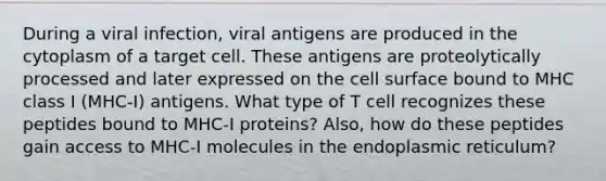 During a viral infection, viral antigens are produced in the cytoplasm of a target cell. These antigens are proteolytically processed and later expressed on the cell surface bound to MHC class I (MHC-I) antigens. What type of T cell recognizes these peptides bound to MHC-I proteins? Also, how do these peptides gain access to MHC-I molecules in the endoplasmic reticulum?