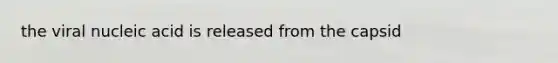 the viral nucleic acid is released from the capsid