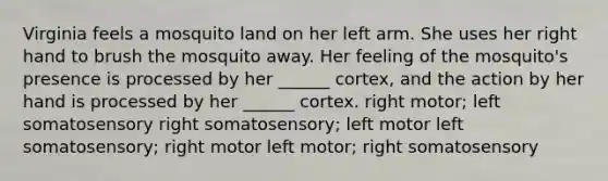 Virginia feels a mosquito land on her left arm. She uses her right hand to brush the mosquito away. Her feeling of the mosquito's presence is processed by her ______ cortex, and the action by her hand is processed by her ______ cortex. right motor; left somatosensory right somatosensory; left motor left somatosensory; right motor left motor; right somatosensory