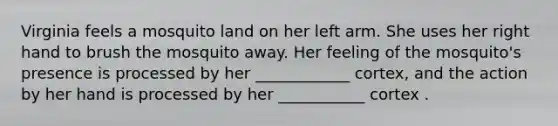 Virginia feels a mosquito land on her left arm. She uses her right hand to brush the mosquito away. Her feeling of the mosquito's presence is processed by her ____________ cortex, and the action by her hand is processed by her ___________ cortex .