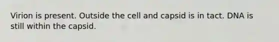 Virion is present. Outside the cell and capsid is in tact. DNA is still within the capsid.