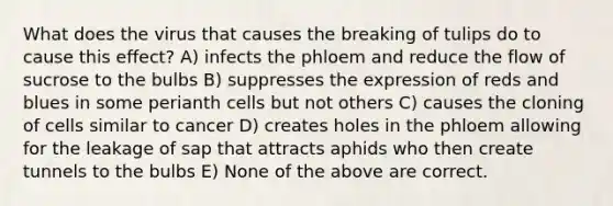 What does the virus that causes the breaking of tulips do to cause this effect? A) infects the phloem and reduce the flow of sucrose to the bulbs B) suppresses the expression of reds and blues in some perianth cells but not others C) causes the cloning of cells similar to cancer D) creates holes in the phloem allowing for the leakage of sap that attracts aphids who then create tunnels to the bulbs E) None of the above are correct.