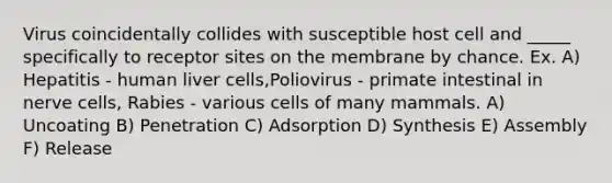 Virus coincidentally collides with susceptible host cell and _____ specifically to receptor sites on the membrane by chance. Ex. A) Hepatitis - human liver cells,Poliovirus - primate intestinal in nerve cells, Rabies - various cells of many mammals. A) Uncoating B) Penetration C) Adsorption D) Synthesis E) Assembly F) Release