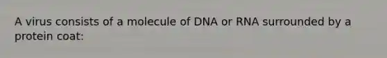 A virus consists of a molecule of DNA or RNA surrounded by a protein coat: