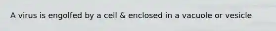 A virus is engolfed by a cell & enclosed in a vacuole or vesicle