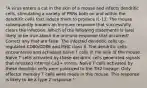 "A virus enters a cut in the skin of a mouse and infects dendritic cells, stimulating a variety of PRRs both on and within the dendritic cells that induce them to produce IL-12. The mouse subsequently mounts an immune response that successfully clears the infection. Which of the following statements is (are) likely to be true about the immune response that occurred? Correct any that are false. The infected dendritic cells up-regulated CD80/CD86 and MHC class II. The dendritic cells encountered and activated naïve T cells in the skin of the mouse. Naïve T cells activated by these dendritic cells generated signals that released internal Ca2+ stores. Naïve T cells activated by these dendritic cells were polarized to the TH2 lineage. Only effector memory T cells were made in this mouse. This response is likely to be a type 2 response."