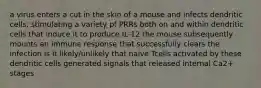 a virus enters a cut in the skin of a mouse and infects dendritic cells, stimulating a variety pf PRRs both on and within dendritic cells that induce it to produce IL-12 the mouse subsequently mounts an immune response that successfully clears the infection is it likely/unlikely that naive Tcells activated by these dendritic cells generated signals that released internal Ca2+ stages