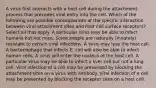 A virus first interacts with a host cell during the attachment process that precedes viral entry into the cell. Which of the following are possible consequences of the specific interaction between viral attachment sites and host cell surface receptors? Select all that apply. A particular virus may be able to infect humans but not mice. Some people are naturally (innately) resistant to certain viral infections. A virus may lyse the host cell. A bacteriophage that infects E. coli will also be able to infect human cells. A virus will enter the nucleus of the host cell. A particular virus may be able to infect a liver cell but not a lung cell. Viral infection of a cell may be prevented by blocking the attachment sites on a virus with antibody. Viral infection of a cell may be prevented by blocking the receptor sites on a host cell.