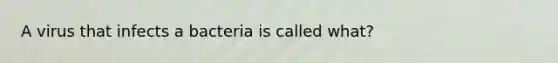 A virus that infects a bacteria is called what?