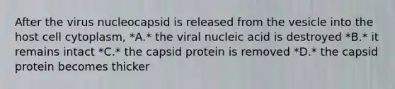 After the virus nucleocapsid is released from the vesicle into the host cell cytoplasm, *A.* the viral nucleic acid is destroyed *B.* it remains intact *C.* the capsid protein is removed *D.* the capsid protein becomes thicker