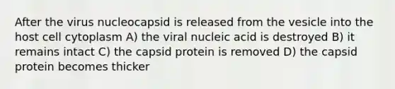 After the virus nucleocapsid is released from the vesicle into the host cell cytoplasm A) the viral nucleic acid is destroyed B) it remains intact C) the capsid protein is removed D) the capsid protein becomes thicker